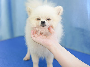 圣寵寵物美容學校真犬實操
