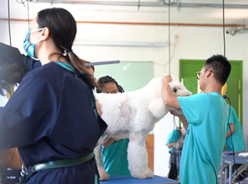 圣寵寵物美容真犬實操