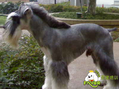 雪納瑞犬換毛原因及表現