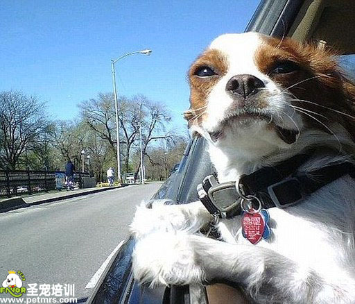 狗狗坐車