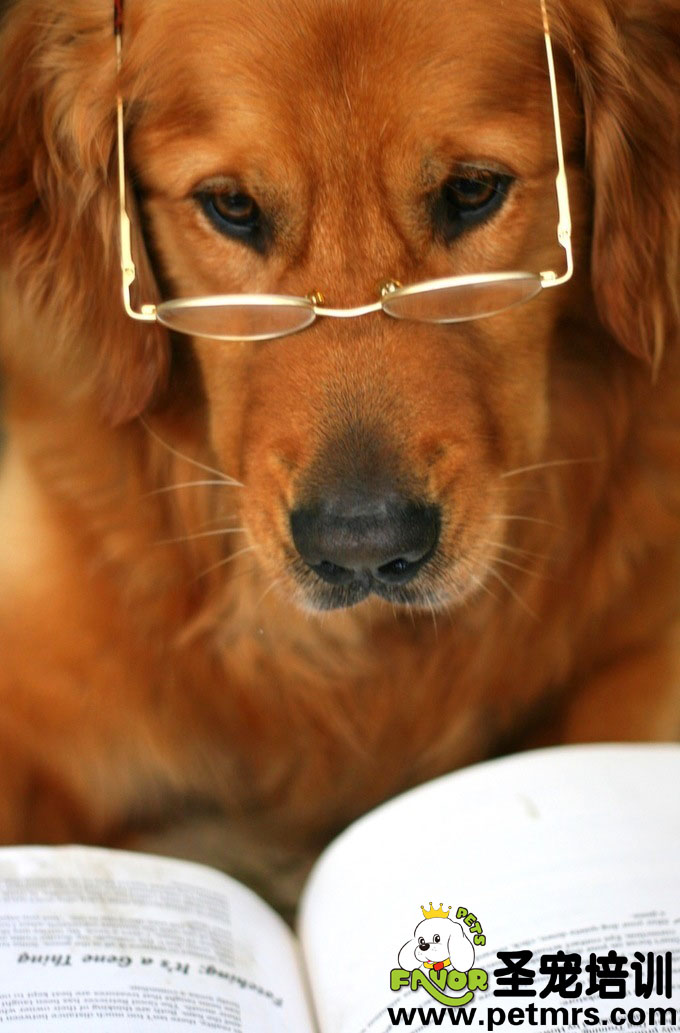 狗狗眼睛