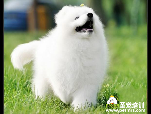 可愛的狗狗