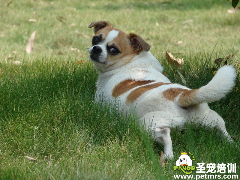 搞笑的狗狗