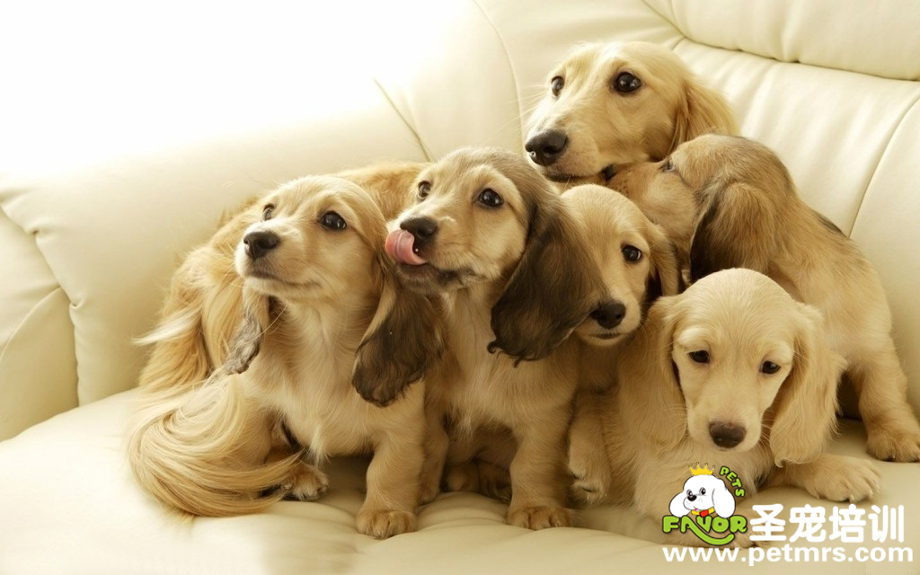 金毛幼犬