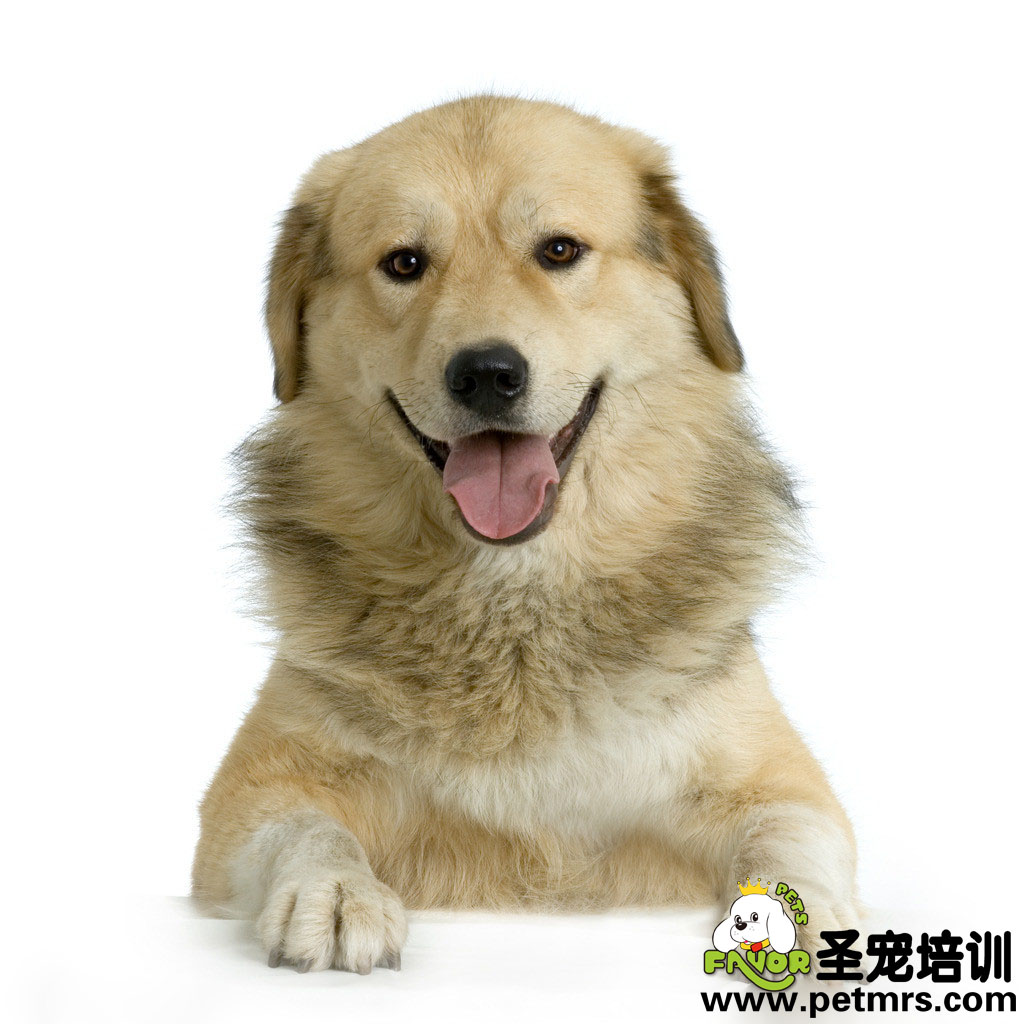 狗狗的年齡