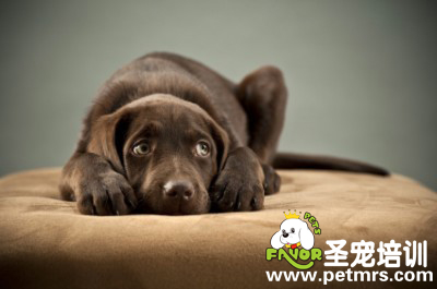 膽小的狗狗