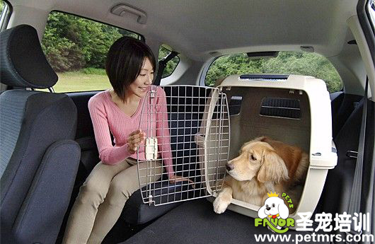 車子里的狗狗