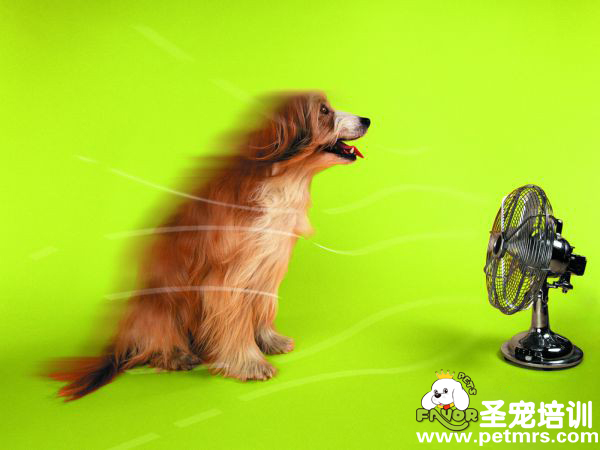 狗狗吹電扇