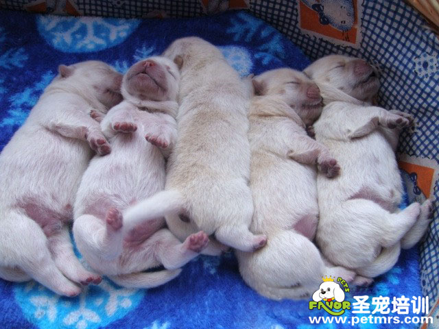 狗寶寶