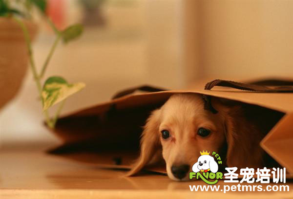 狗狗病了