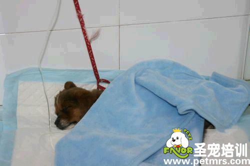狗狗病了