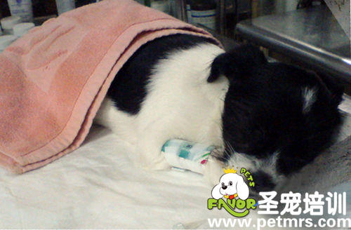 狗狗病倒了