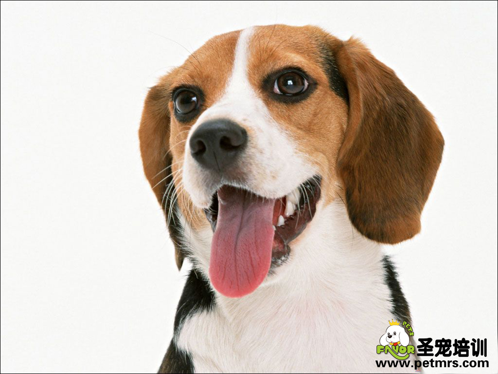 比格犬