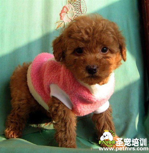泰迪病了