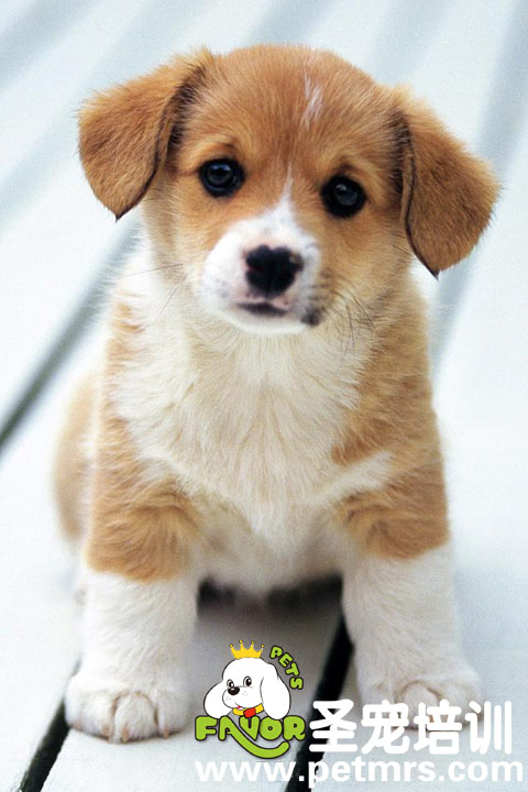 小笨狗狗