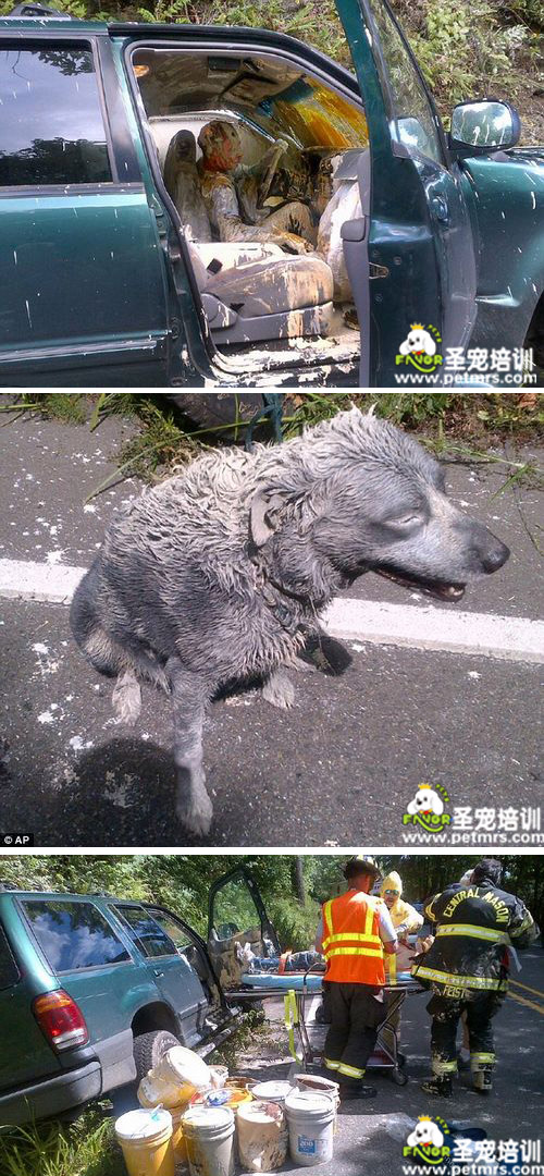 狗狗被石化了