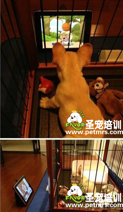 狗狗看喜洋洋與灰太狼