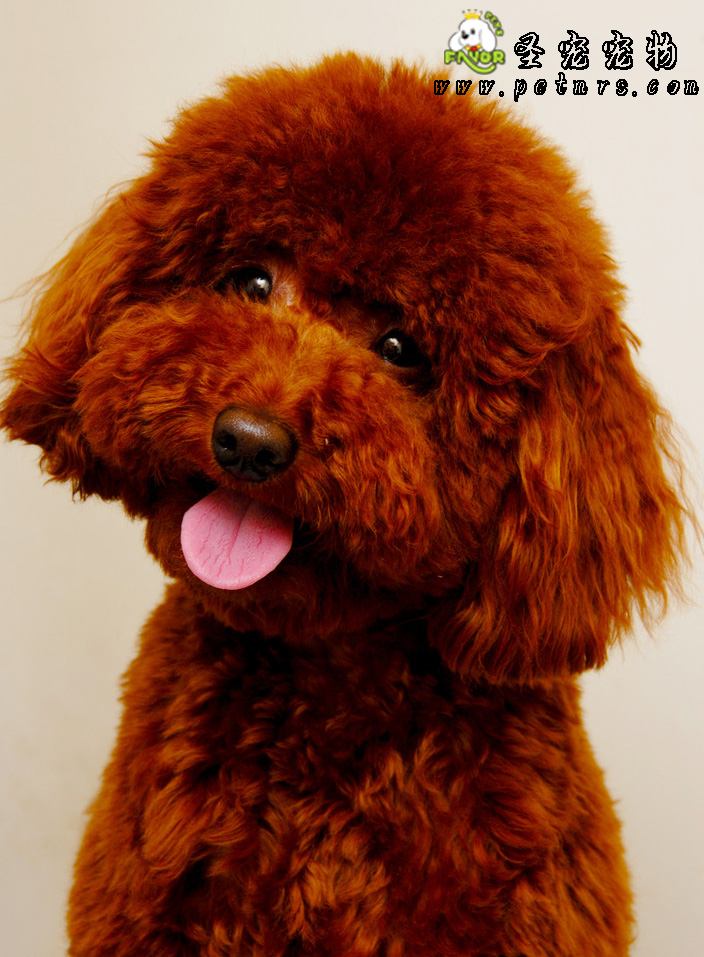 貴賓犬美容之如何梳理好貴賓的毛發(fā)