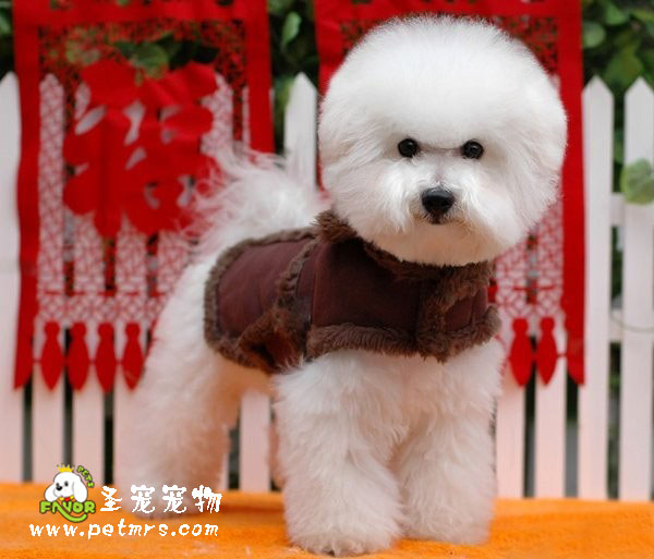 比熊犬美容之美容步驟