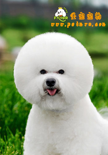 比熊犬美容之如何給比熊梳毛