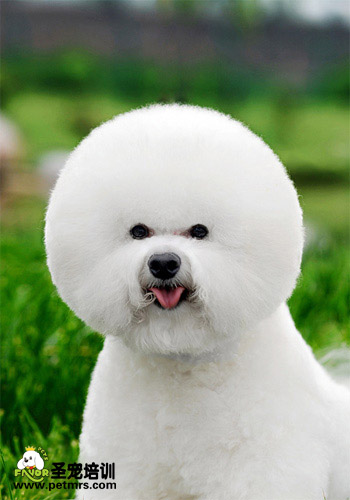 比熊犬美容系列之比熊的美容要點