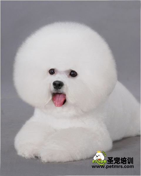 比熊犬美容系列之如何讓比熊變得更漂亮