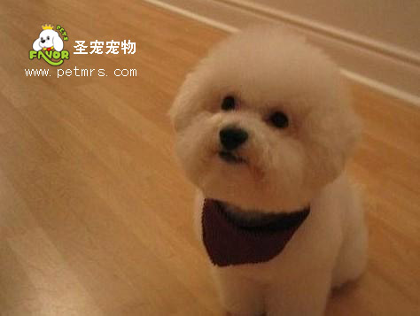 比熊犬美容系列之如何護理比熊的毛發