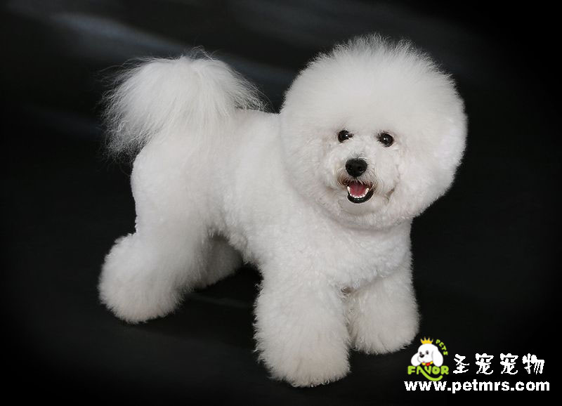 比熊犬美容系列之如何讓比熊屁屁變得更干凈