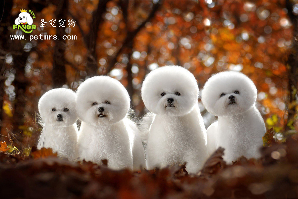 比熊犬美容系列之不同比熊美容的各種手法