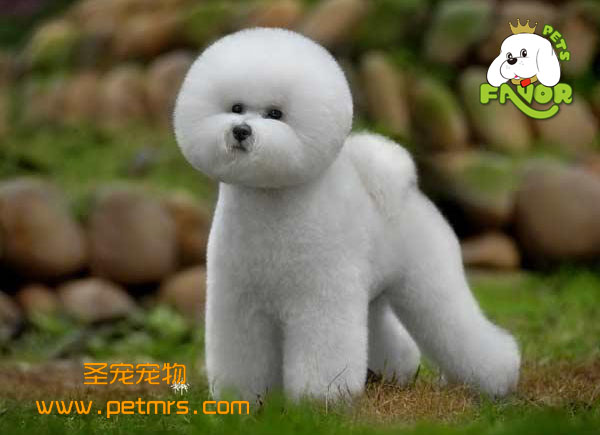 比熊犬美容之對比熊耳朵的日常護理