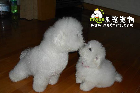 比熊犬美容之對比熊牙齒的護理