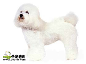 比熊犬洗毛的技巧