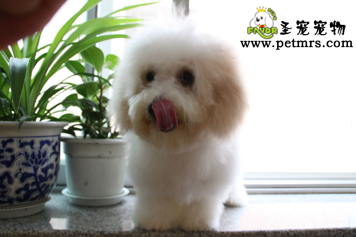 比熊犬的日常衛生護理