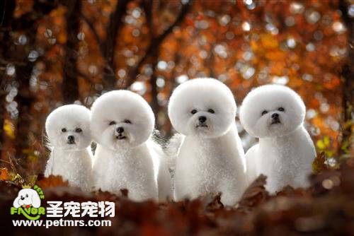 比熊犬美容知識大講堂