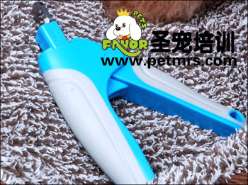 狗狗寵物美容