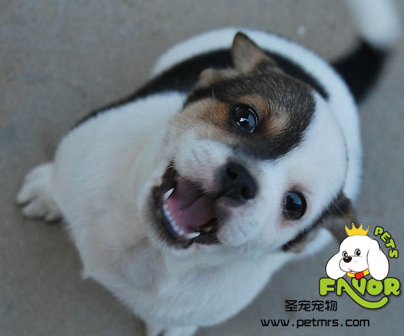 寵物美容