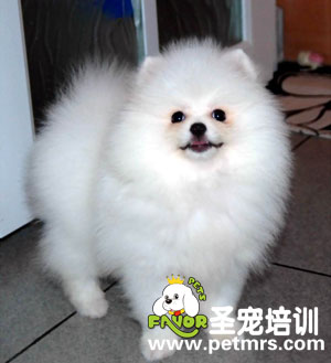 博美的美容
