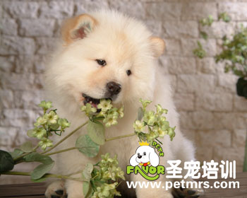 松獅的美容方法