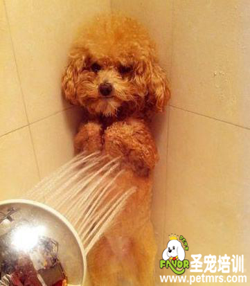 給狗狗洗澡