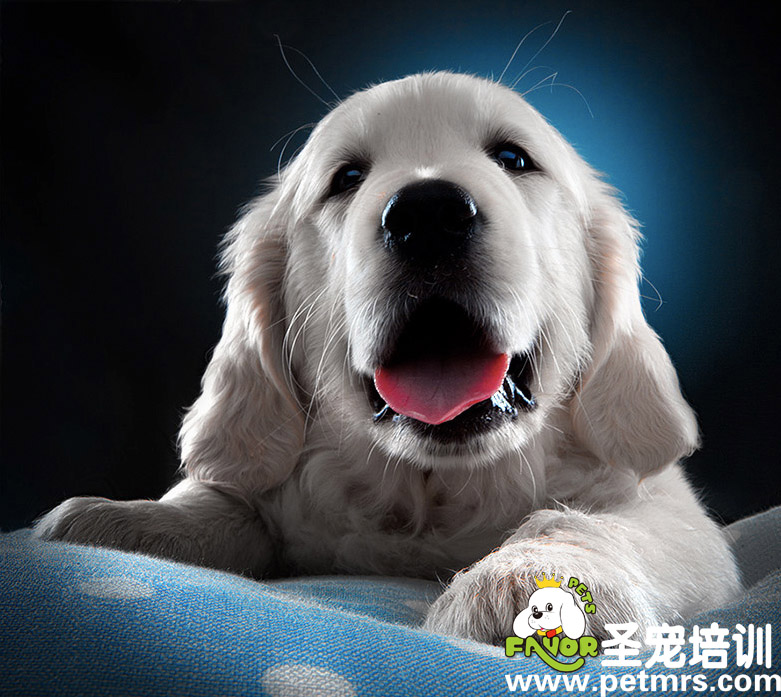 好憨的狗狗
