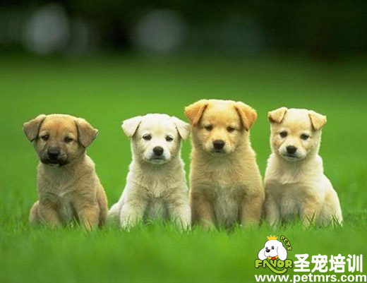狗狗列隊形