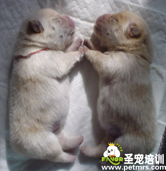 可愛的狗狗