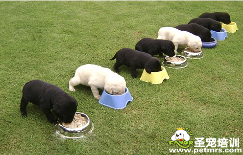 狗狗在吃飯
