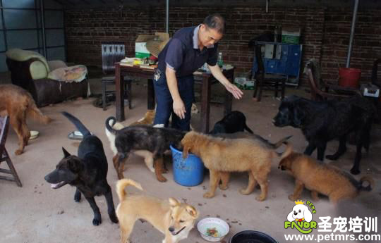 流浪狗狗犬舍