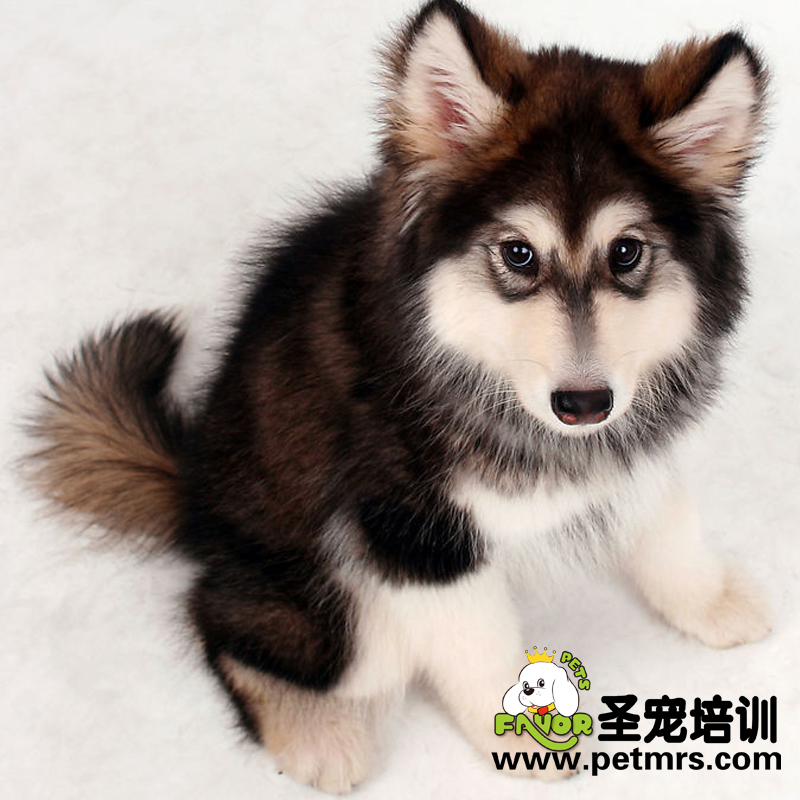 阿拉斯加得了細小該如何治療