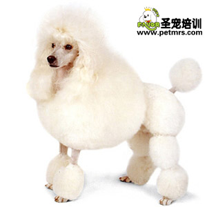 貴賓犬生病時該如何治療