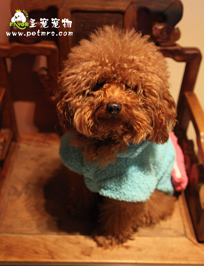 貴賓犬美容之如何給貴賓洗澡
