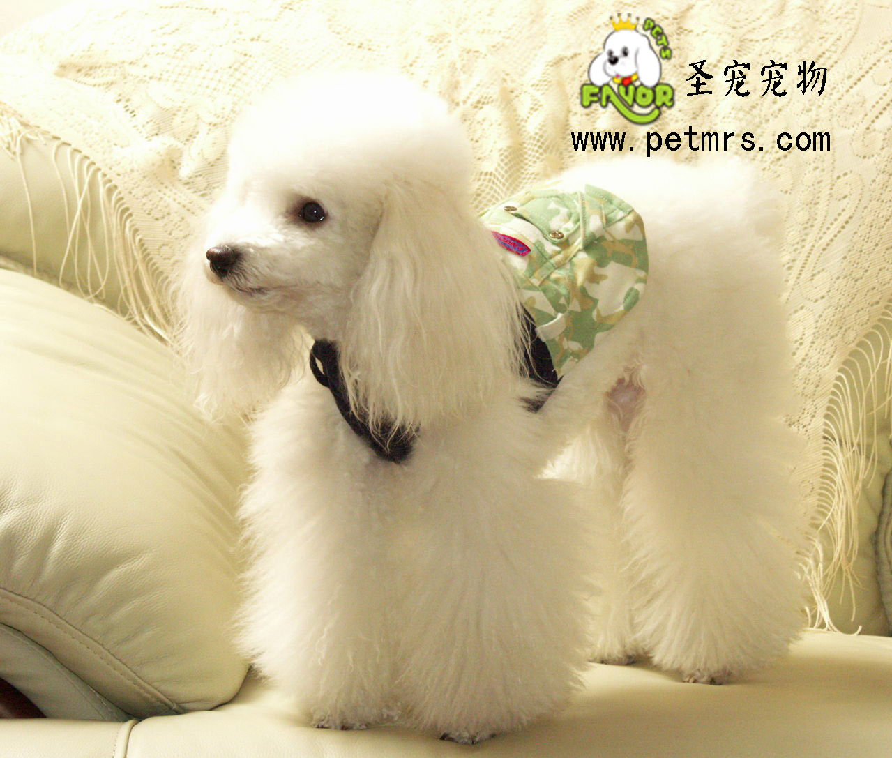 如何給貴賓犬吹風美容