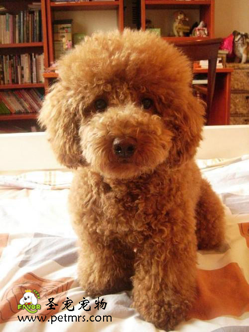 貴賓犬美容的各項常識