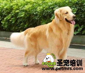 金毛梳理毛發